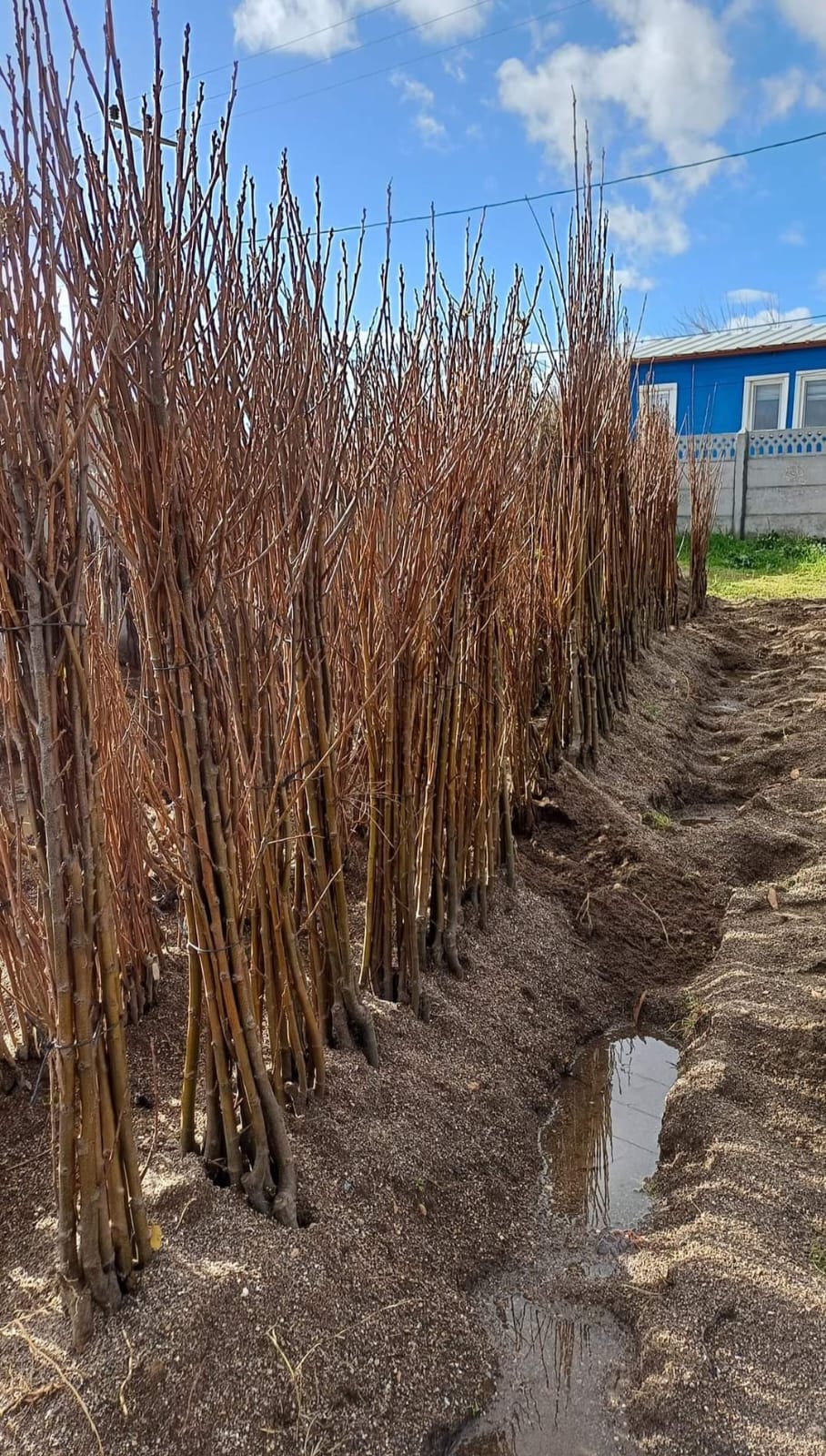 MARAVAL KESTANE FİDANI